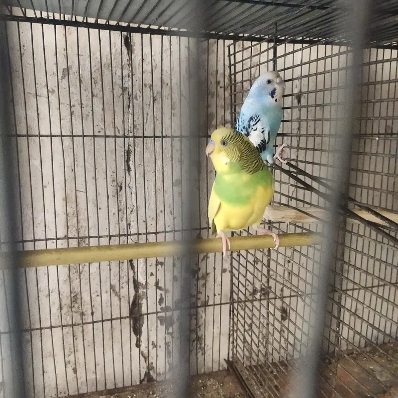 budgie — photo 4