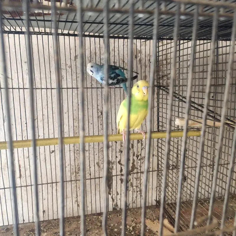 budgie — photo 5