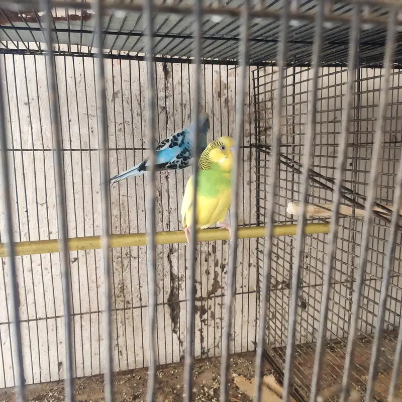 budgie — photo 6