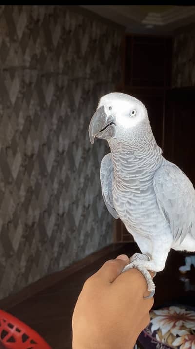 African Grey Parrot | Full Tame | Islamic Talking | Home Raised