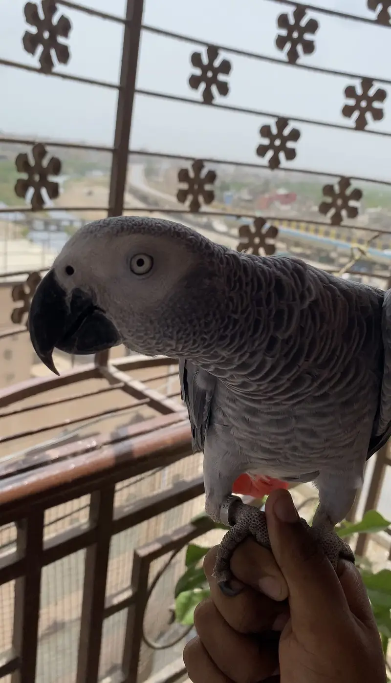 African Grey Parrot | Full Tame | Islamic Talking | Home Raised — photo 2