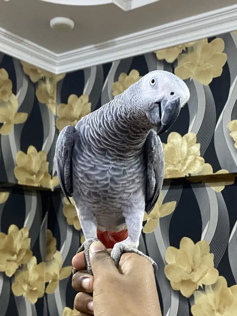 African Grey Parrot | Full Tame | Islamic Talking | Home Raised — photo 3
