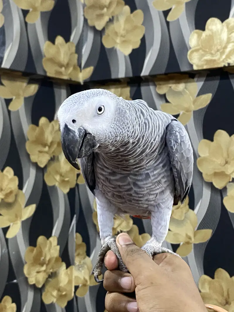 African Grey Parrot | Full Tame | Islamic Talking | Home Raised — photo 4