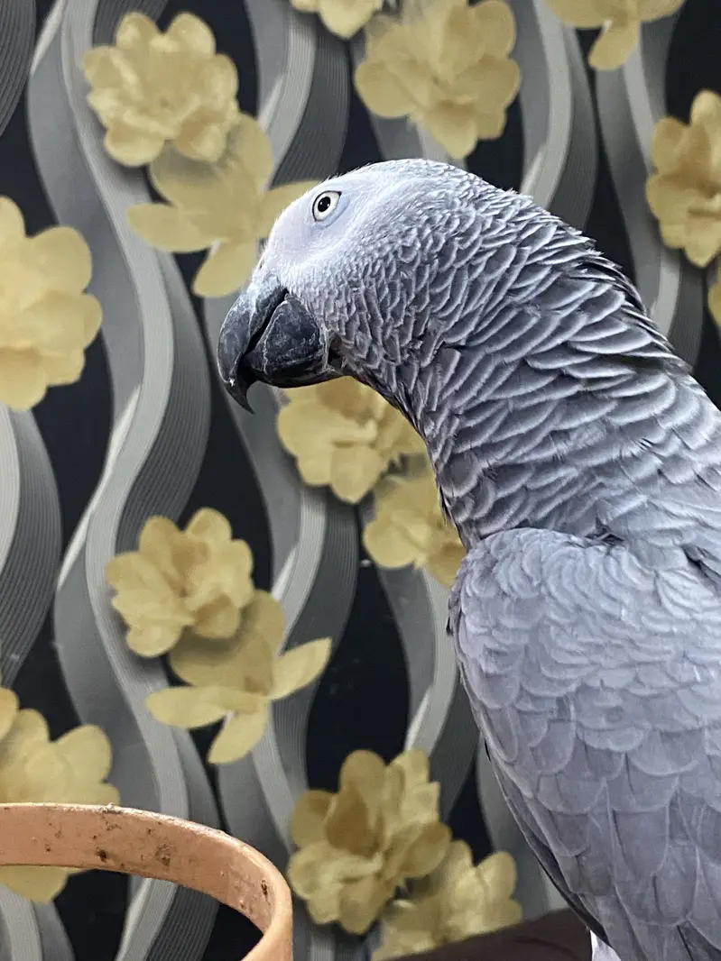 African Grey Parrot | Full Tame | Islamic Talking | Home Raised — photo 5