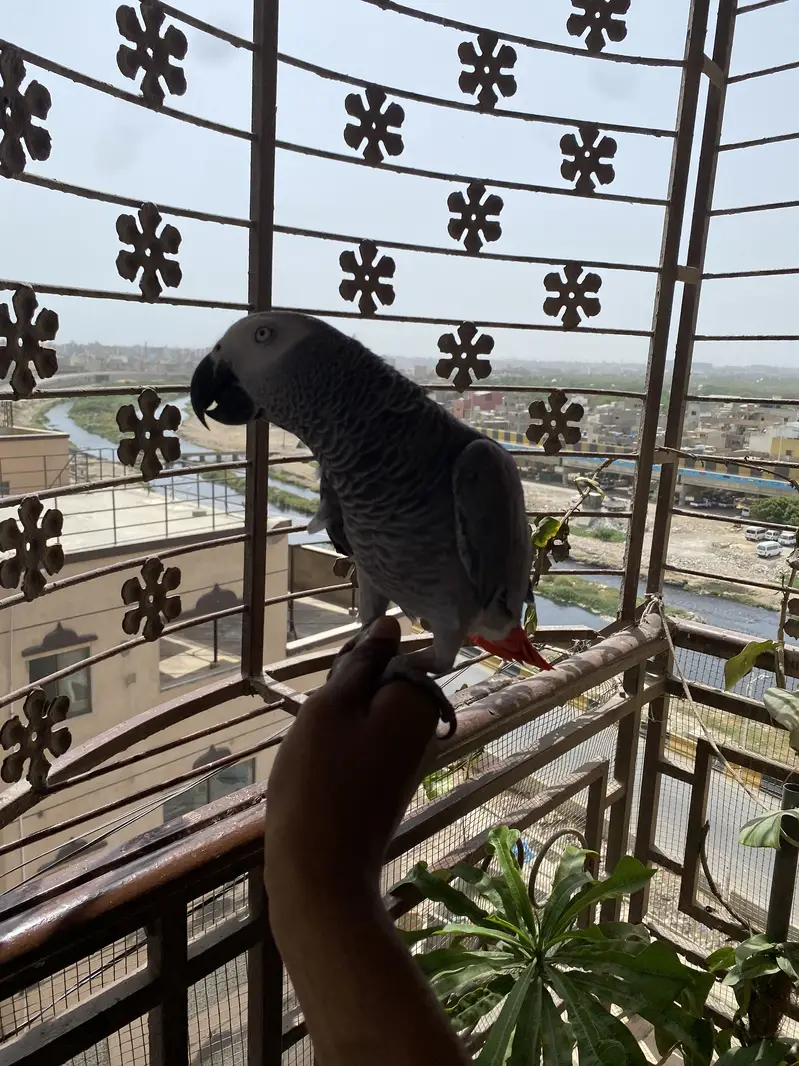 African Grey Parrot | Full Tame | Islamic Talking | Home Raised — photo 6