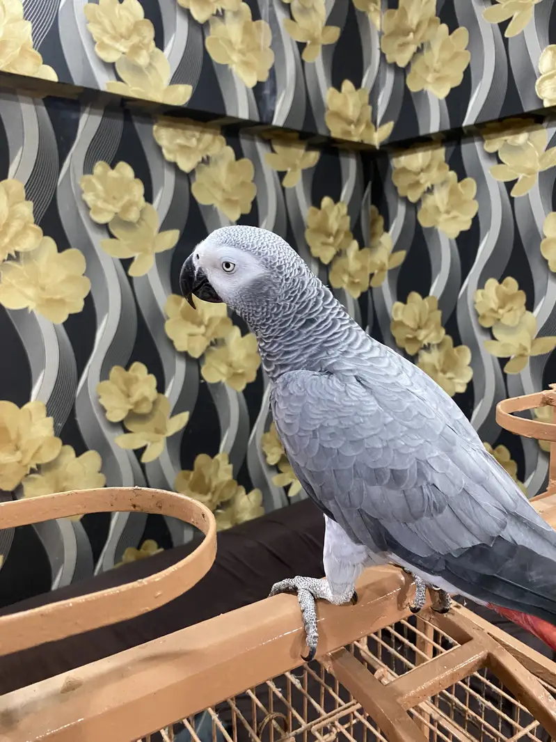 African Grey Parrot | Full Tame | Islamic Talking | Home Raised — photo 7