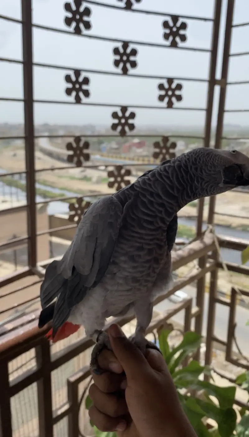 African Grey Parrot | Full Tame | Islamic Talking | Home Raised — photo 8