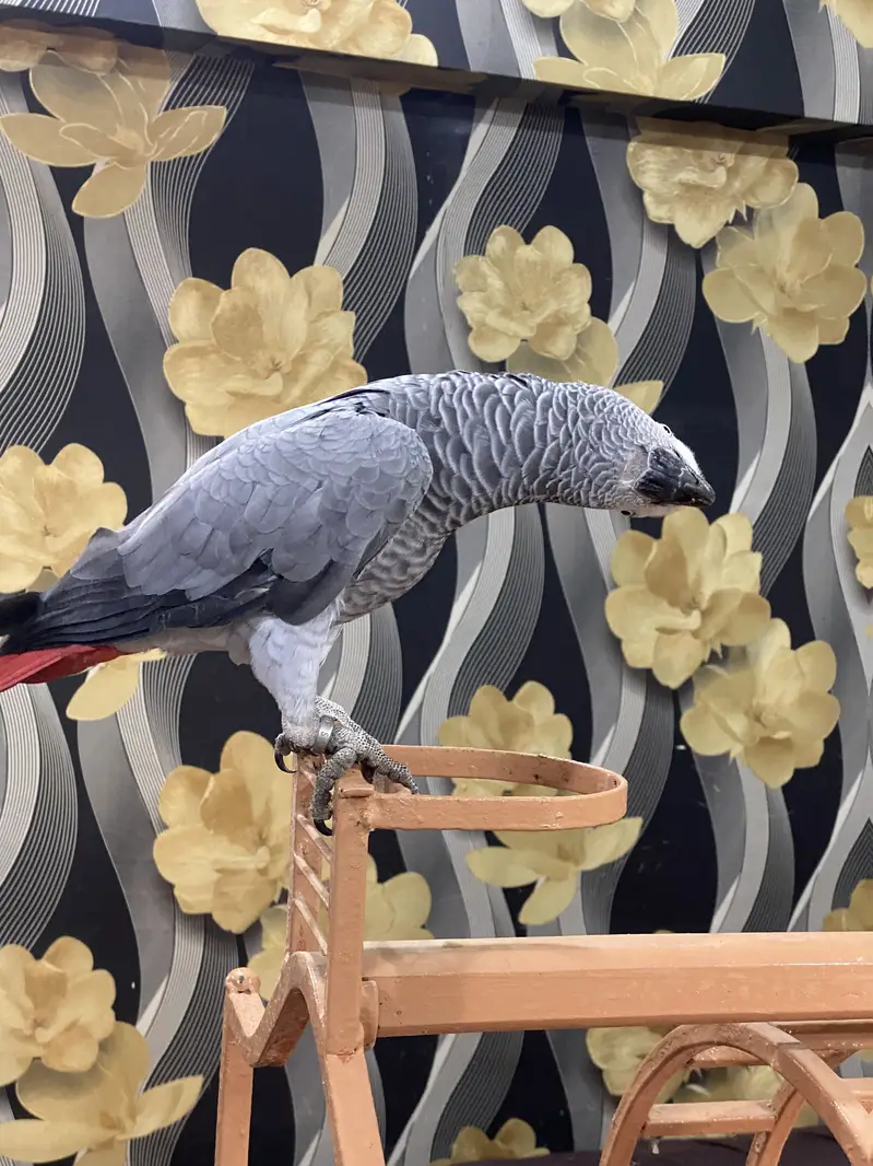African Grey Parrot | Full Tame | Islamic Talking | Home Raised — photo 9