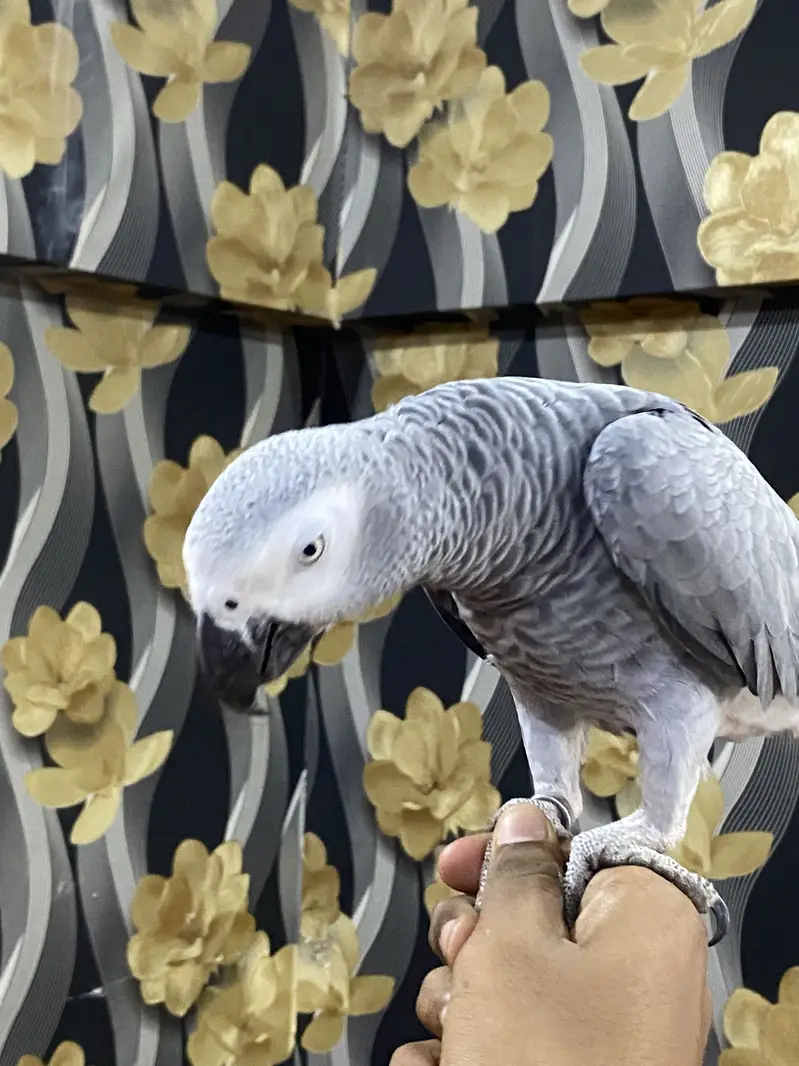 African Grey Parrot | Full Tame | Islamic Talking | Home Raised — photo 10