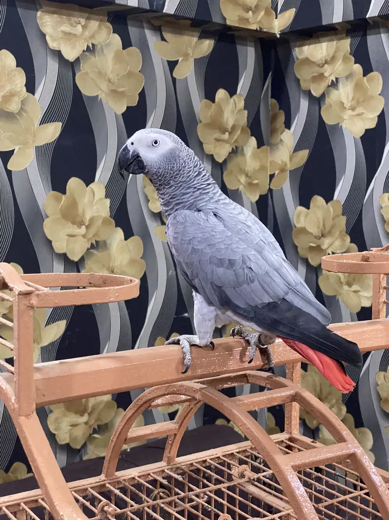 African Grey Parrot | Full Tame | Islamic Talking | Home Raised — photo 11