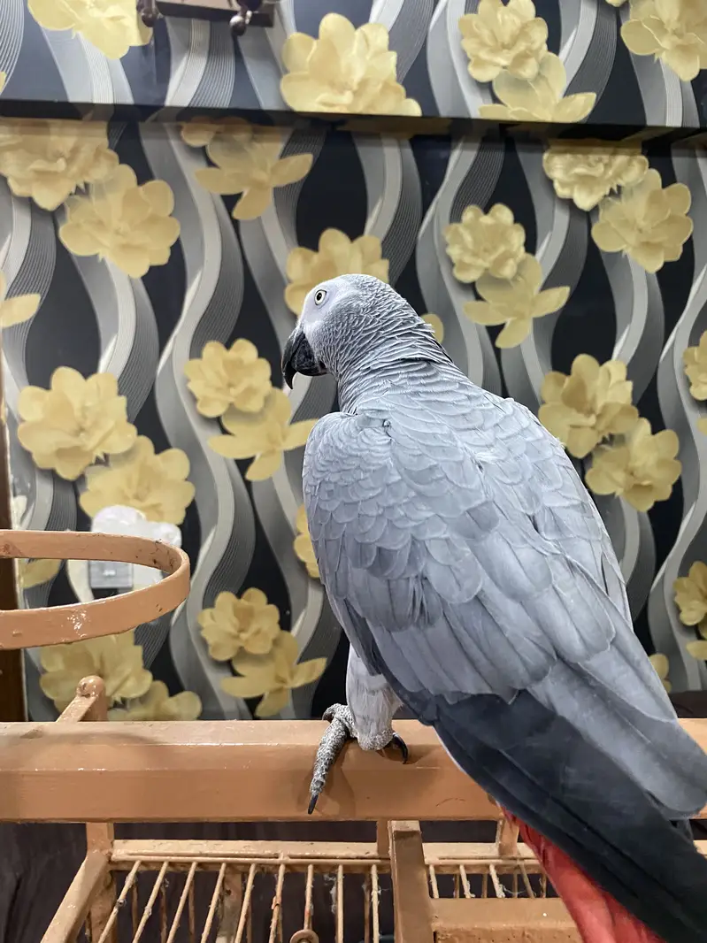 African Grey Parrot | Full Tame | Islamic Talking | Home Raised — photo 12