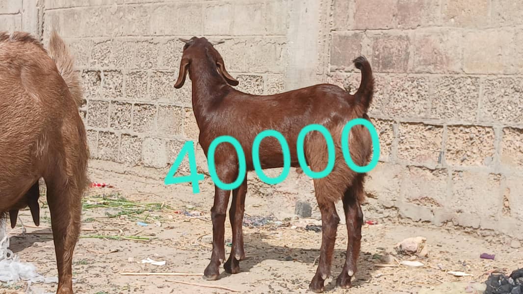 bakra 2