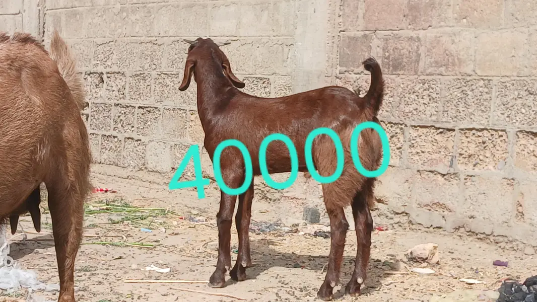 bakra — photo 3