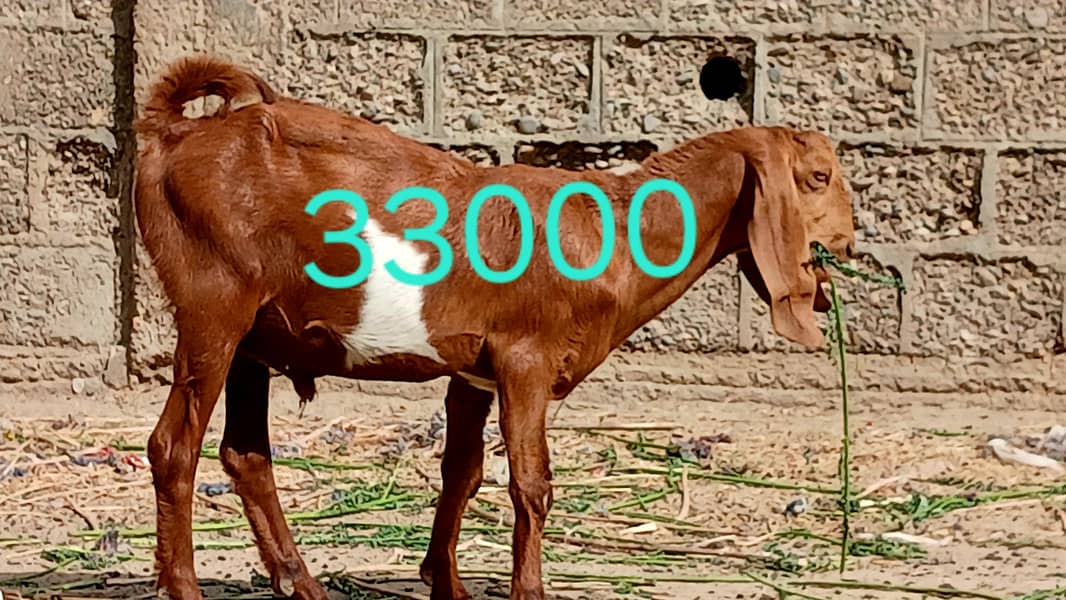 bakra 3