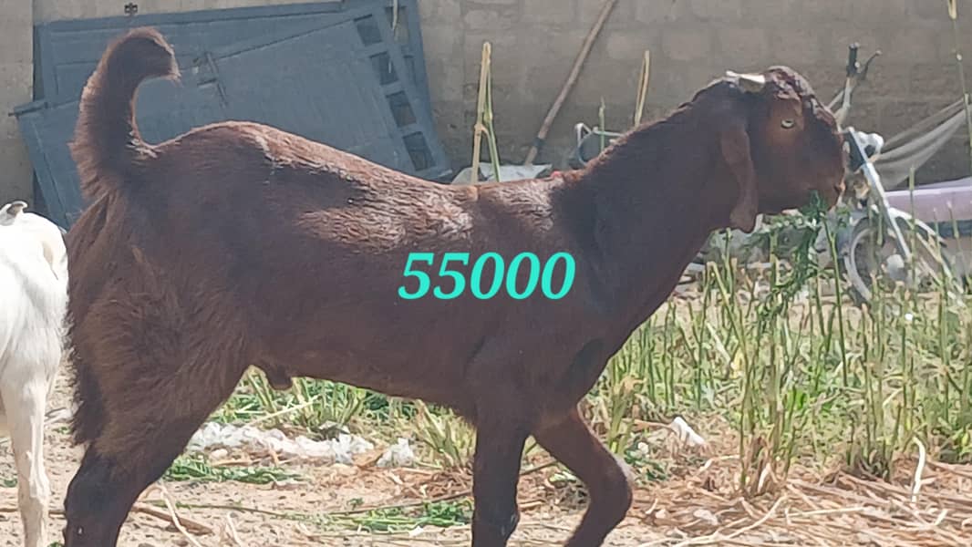 bakra 4