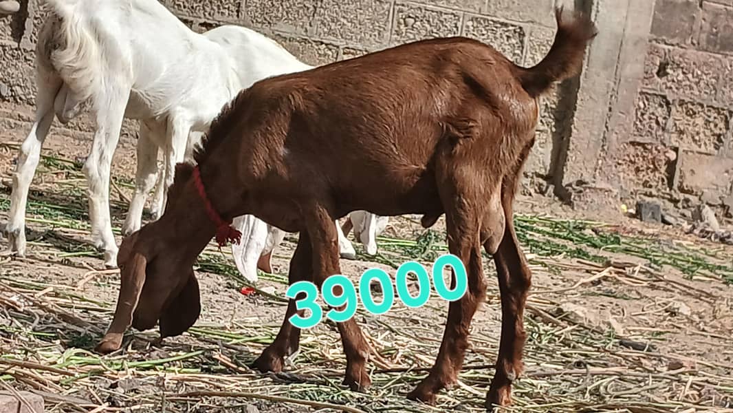 bakra 5