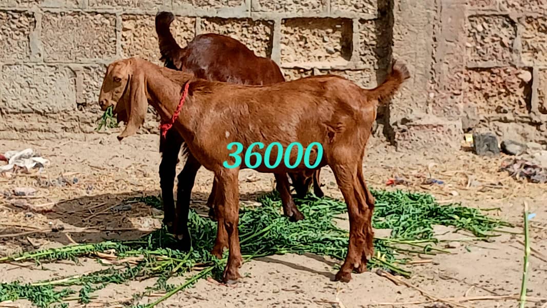 bakra 7
