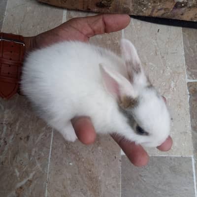 Baby Rabbits
