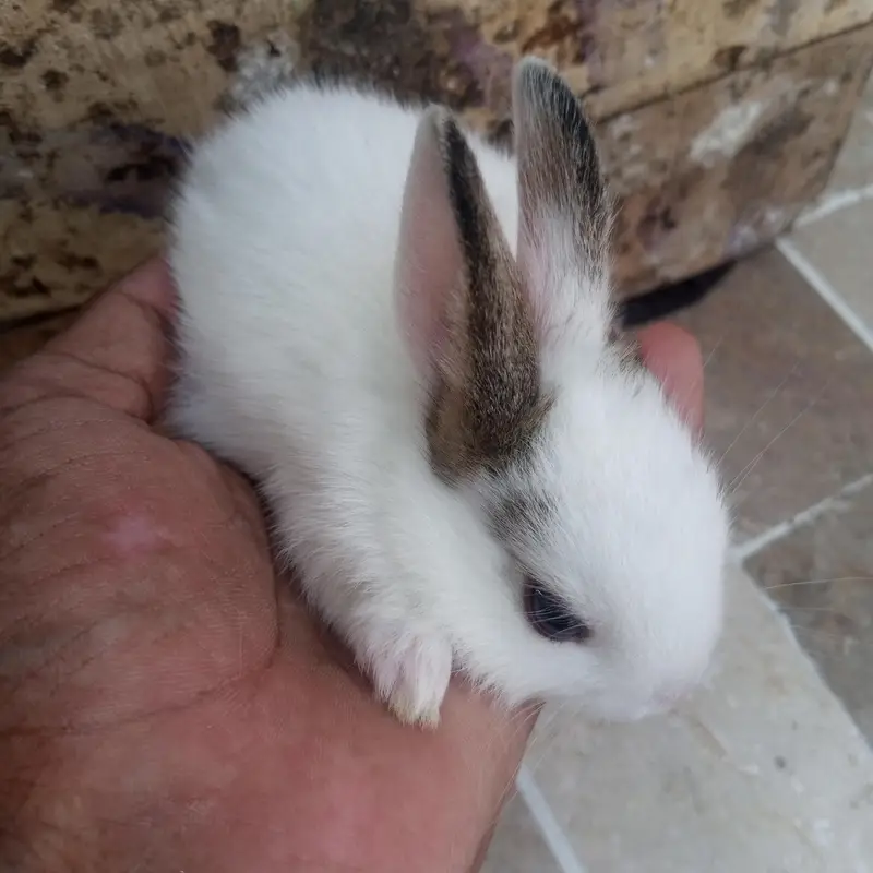Baby Rabbits — photo 2