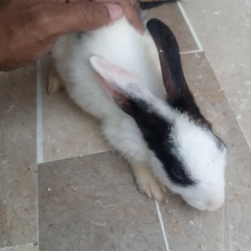 Baby Rabbits — photo 3