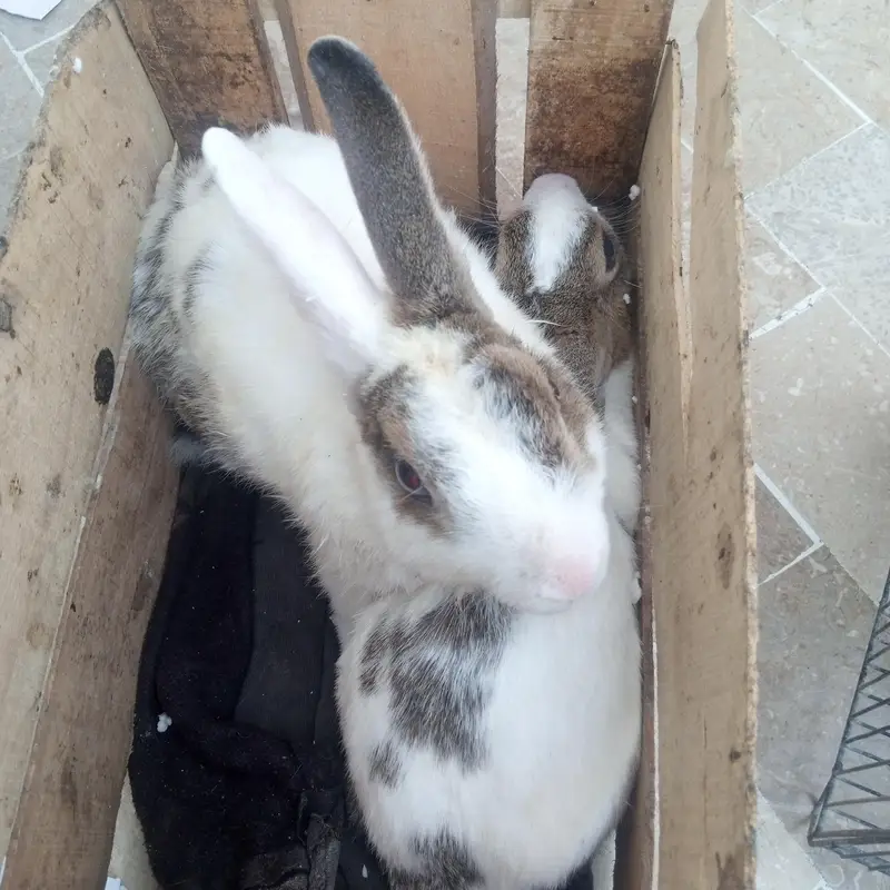 Baby Rabbits — photo 4