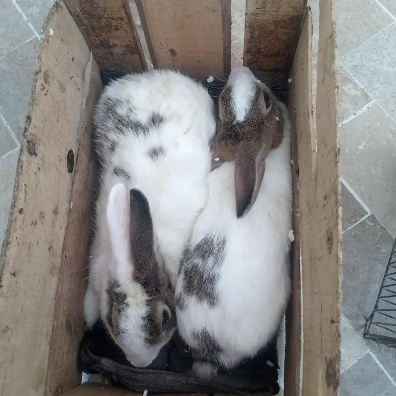 Baby Rabbits — photo 5