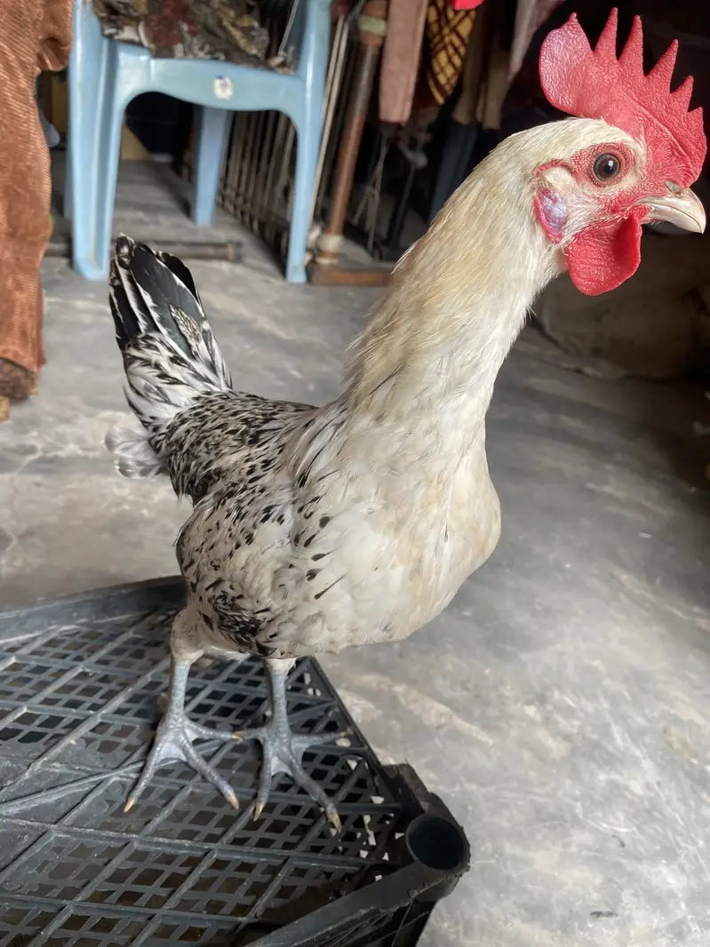Healthy and active desi pair — photo 2
