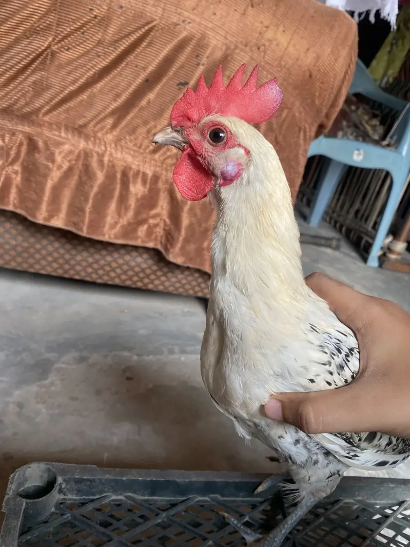 Healthy and active desi pair — photo 3