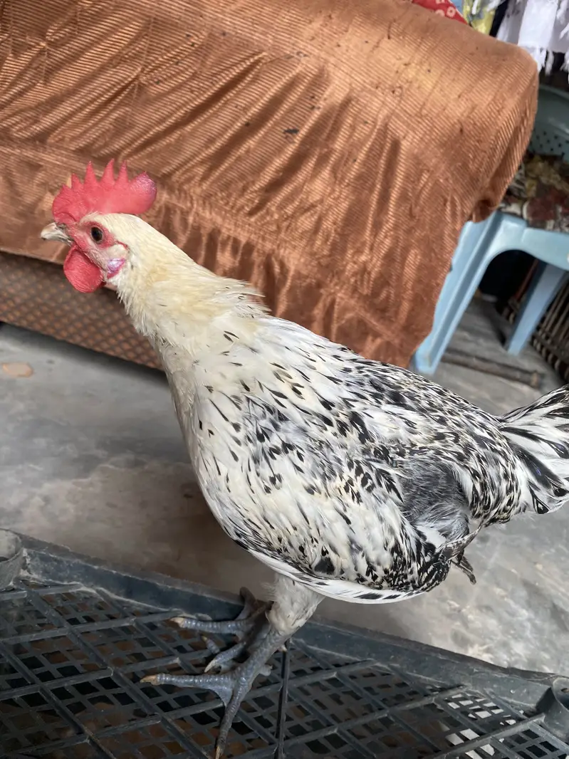 Healthy and active desi pair — photo 5