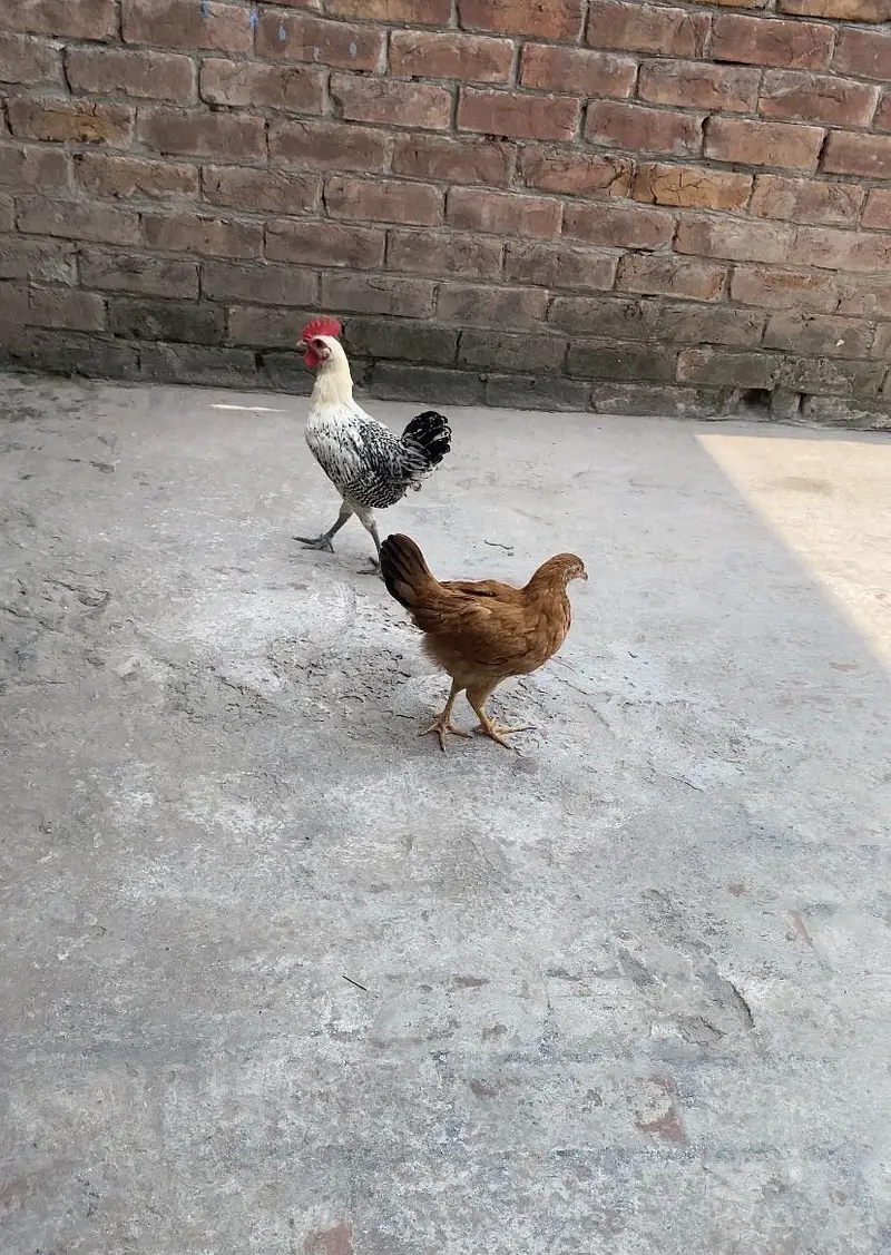 Healthy and active desi pair — photo 9