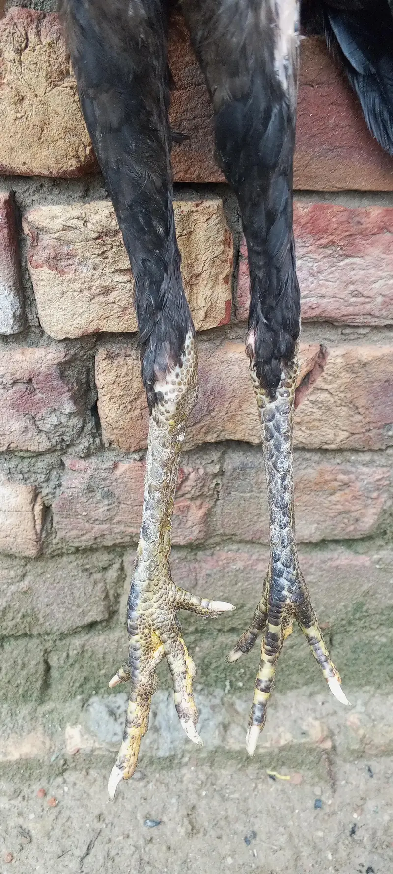 shamo pair — photo 4