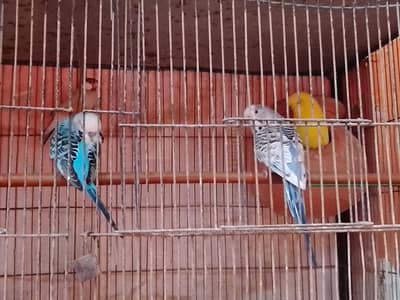 java or budgie parrot