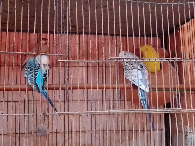 java or budgie parrot 0