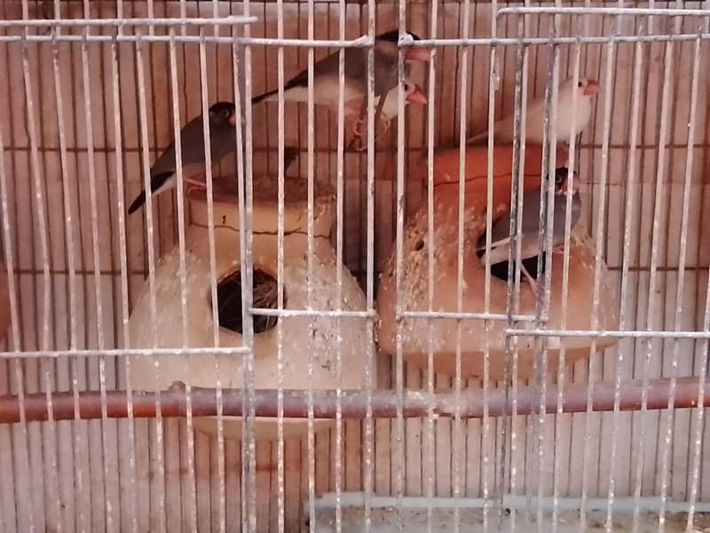 java or budgie parrot 1