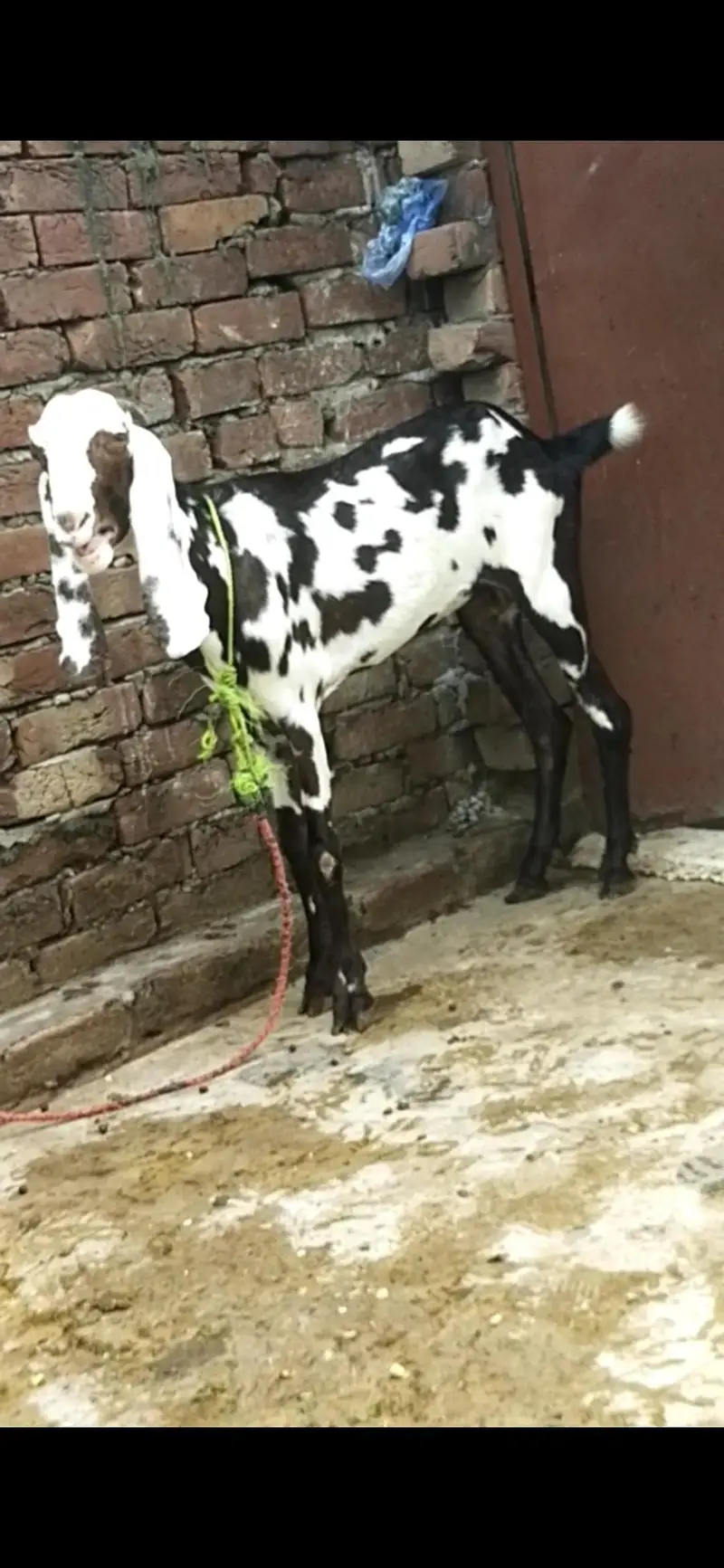 dasi bital Barki path 03098289032 — photo 3