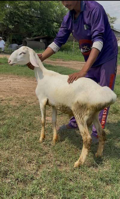 kheera dumba for sale