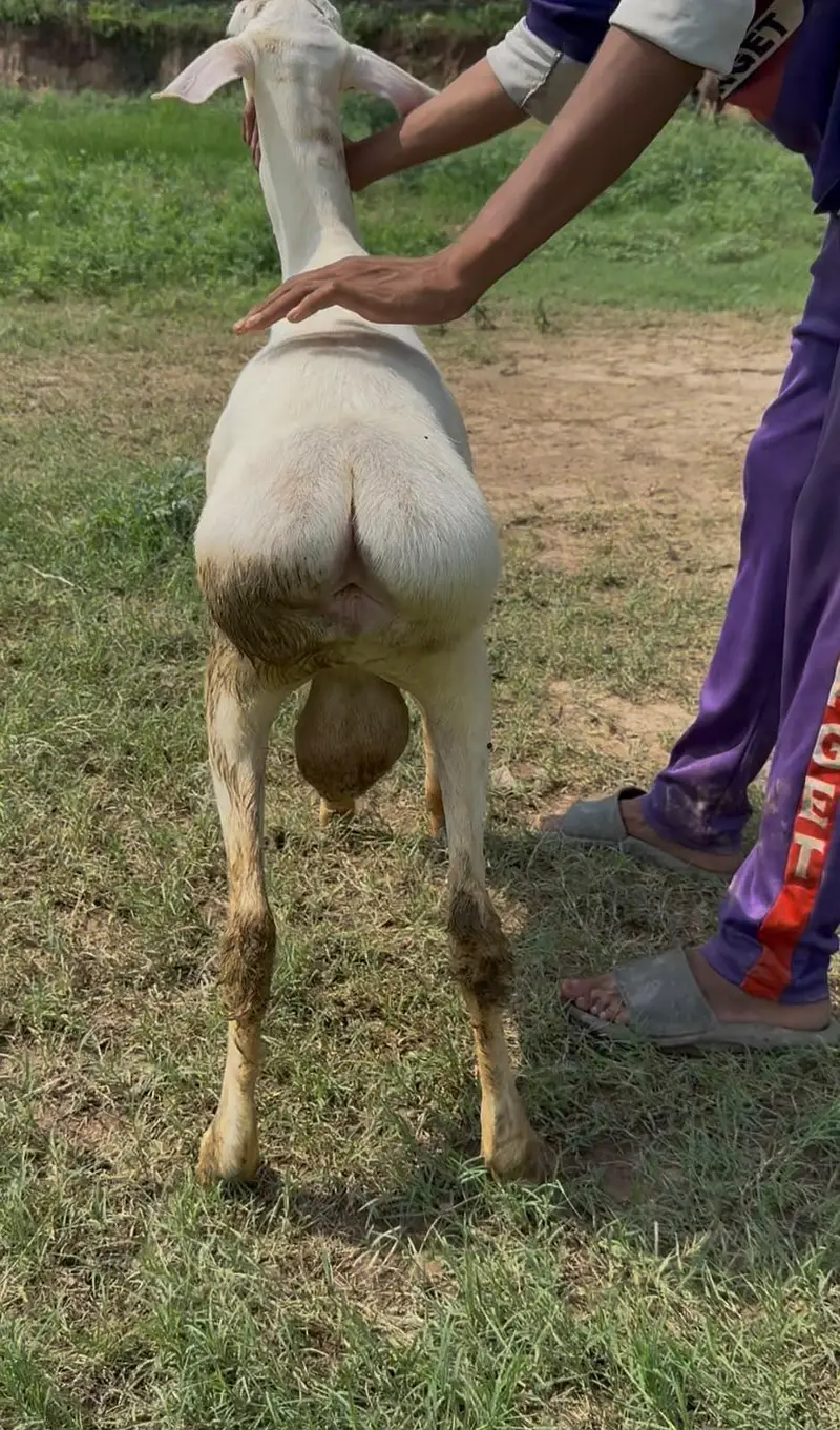 kheera dumba for sale — photo 3