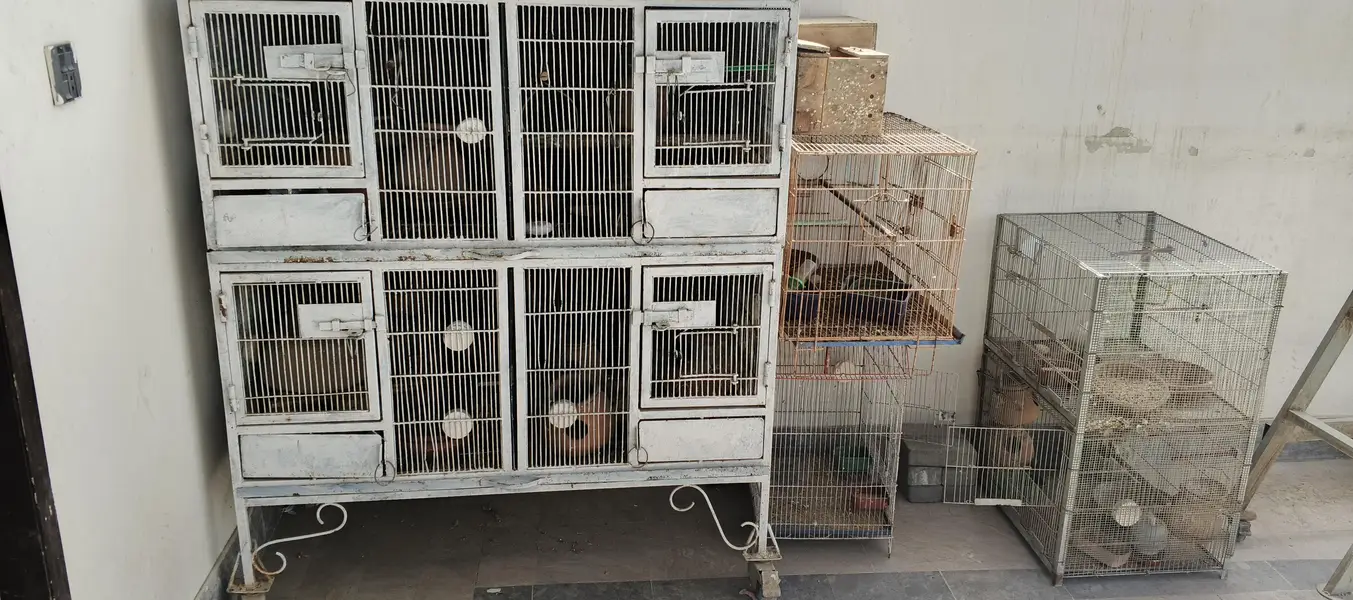 heavy duty birds cage — photo 2