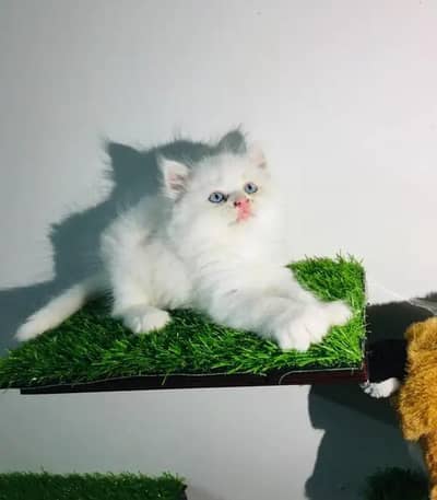 (Persian female kitten) (for sale all) (Pakistan delivery available)