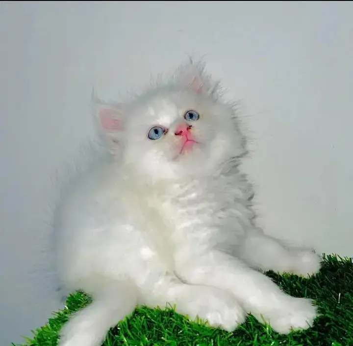 (Persian female kitten) (for sale all) (Pakistan delivery available) — photo 2