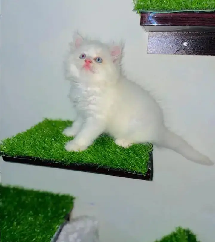 (Persian female kitten) (for sale all) (Pakistan delivery available) — photo 3
