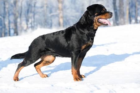 Rottweiler female for sale