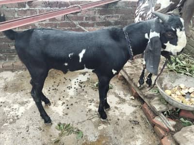 Desi bkra h