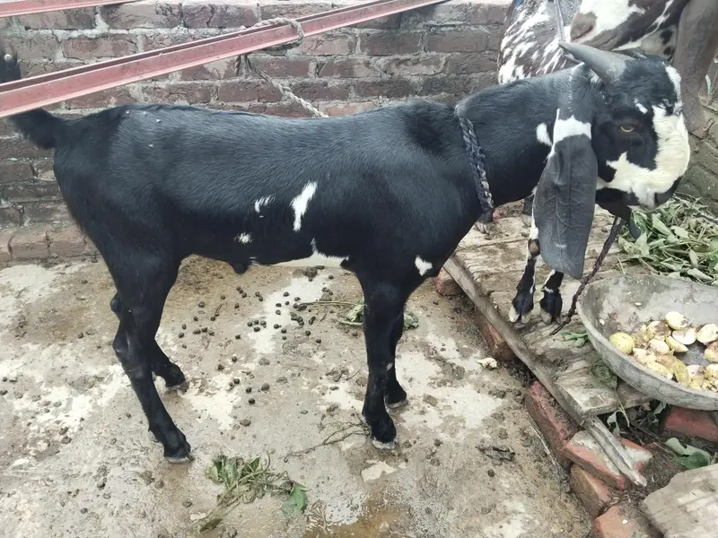 Desi bkra h