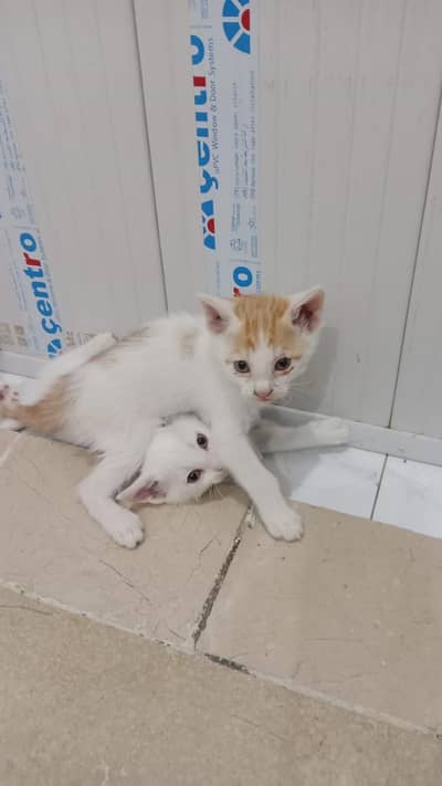 Cat For Sale With Kitens