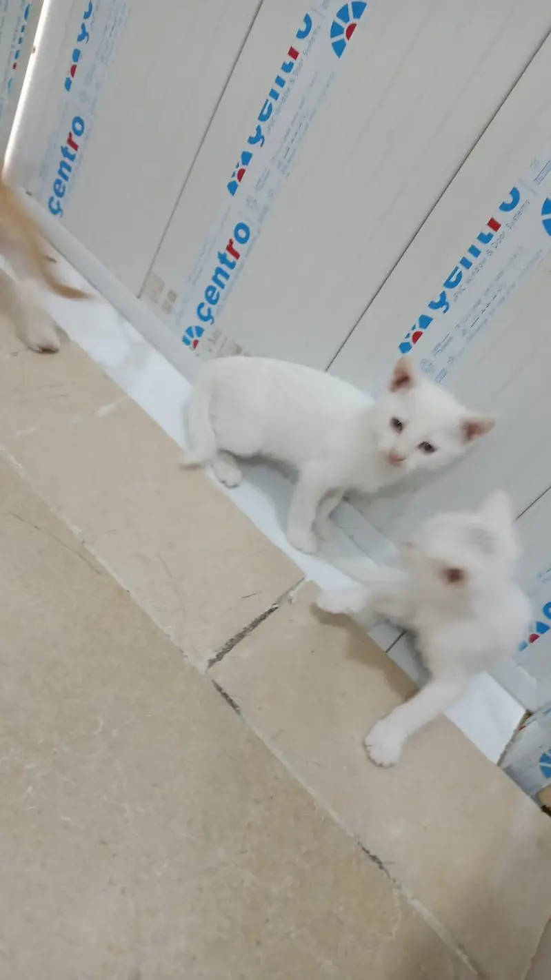 Cat For Sale With Kitens — photo 2