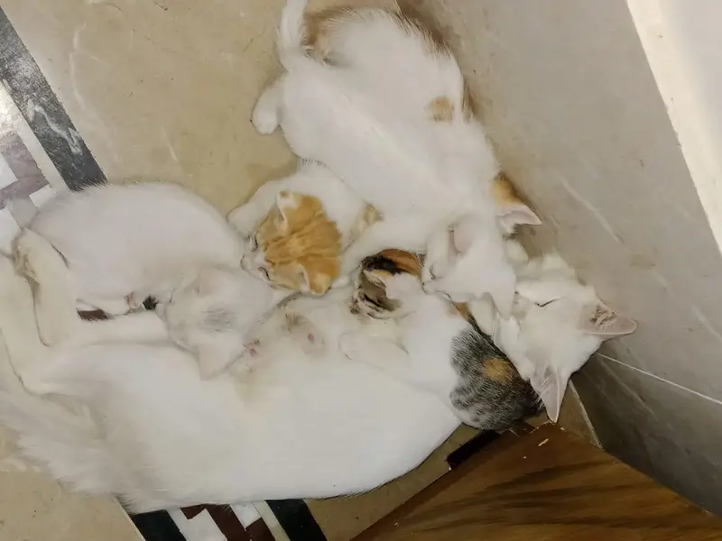 Cat For Sale With Kitens — photo 3