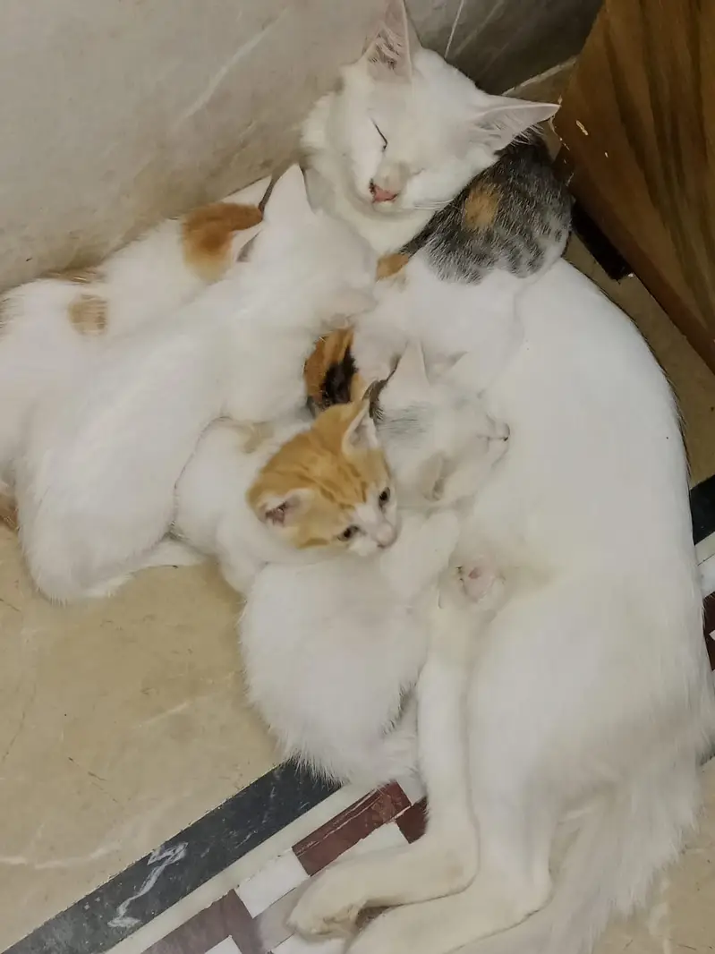 Cat For Sale With Kitens — photo 4