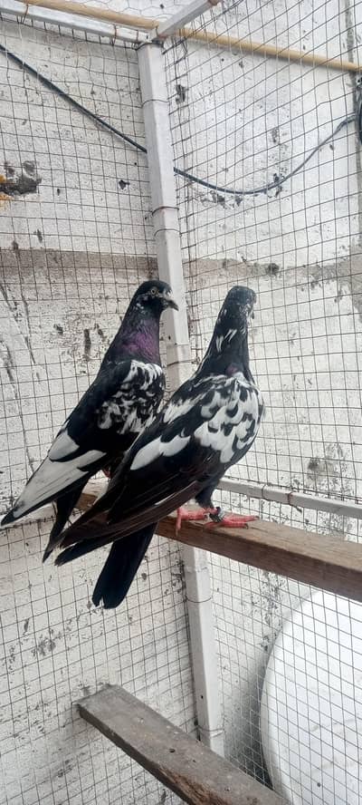 rampuri pair for sale