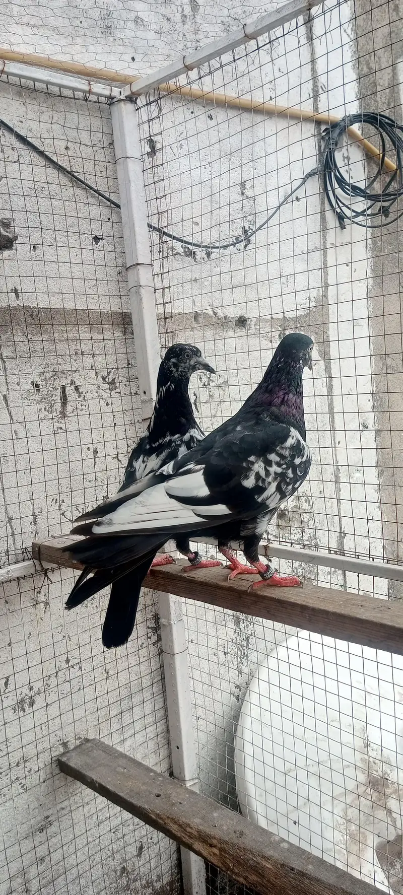 rampuri pair for sale — photo 2